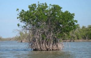 ocean ecosystem - mangrove forest