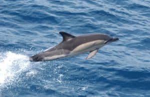 dolphins, conservation dolphins