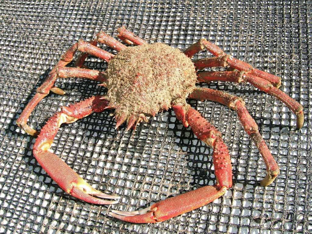 15 Types of Ocean Crabs Characteristics