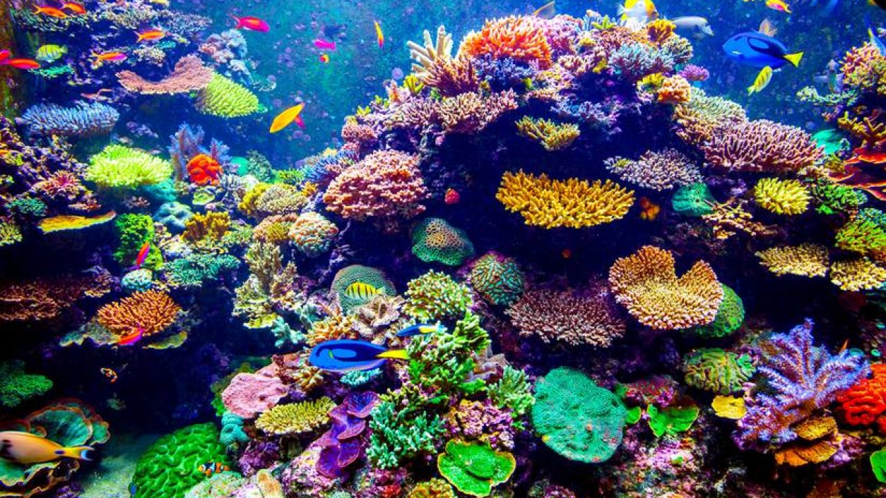 25 Characteristics Of Marine Life In General Deepoceanfacts Com