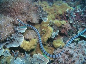 Yellow-lipped Sea Snake